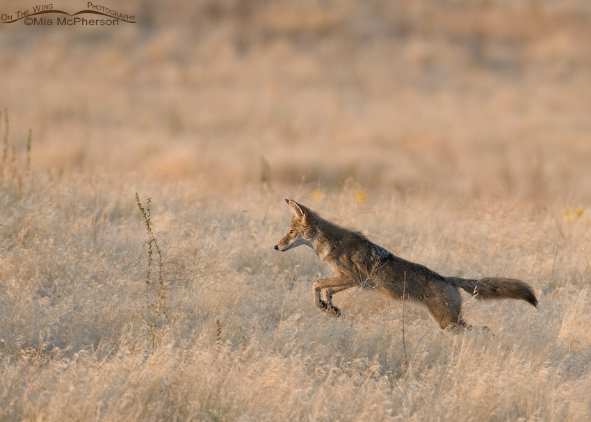 Coyote leaping after prey