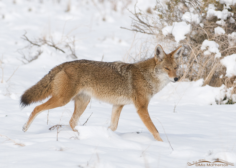 Wintry day Coyote
