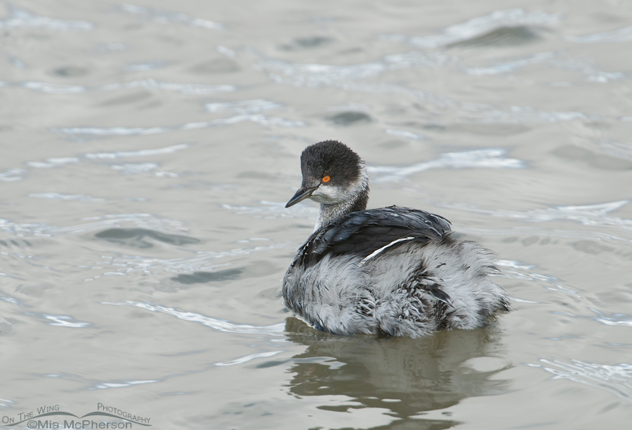 Eared Grebe on a gray day