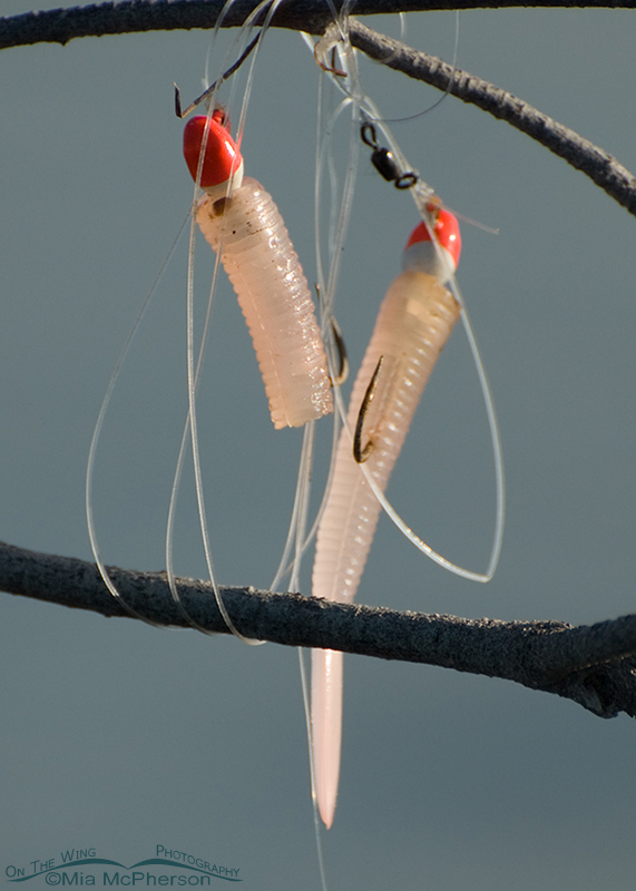 Fishing Lures left on a snag in a tidal lagoon