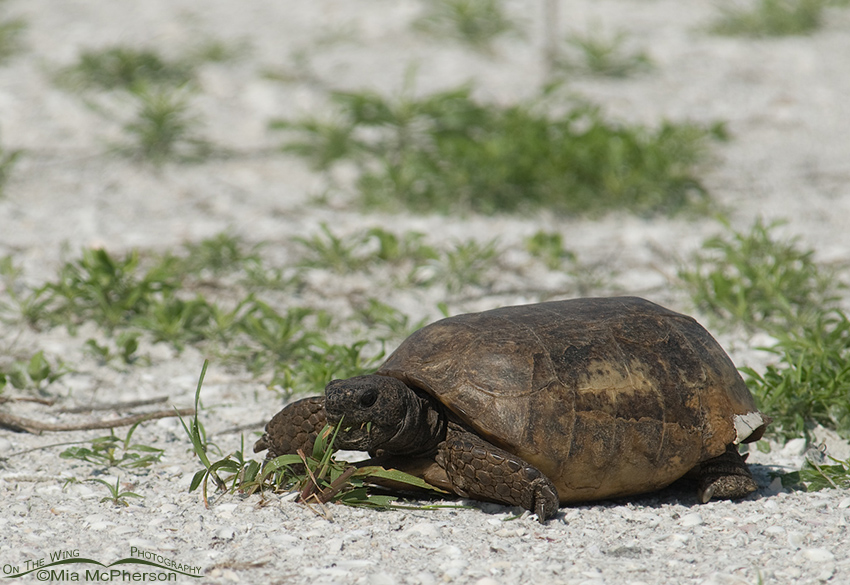 Adult Gopher Tortoise