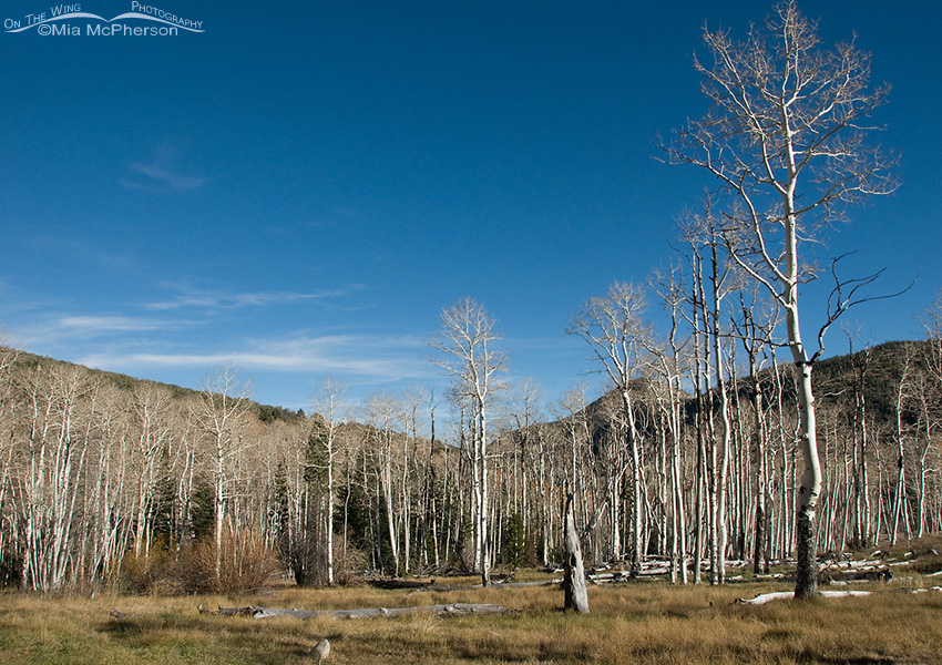 Bare Aspen view at the Shoshone camping area