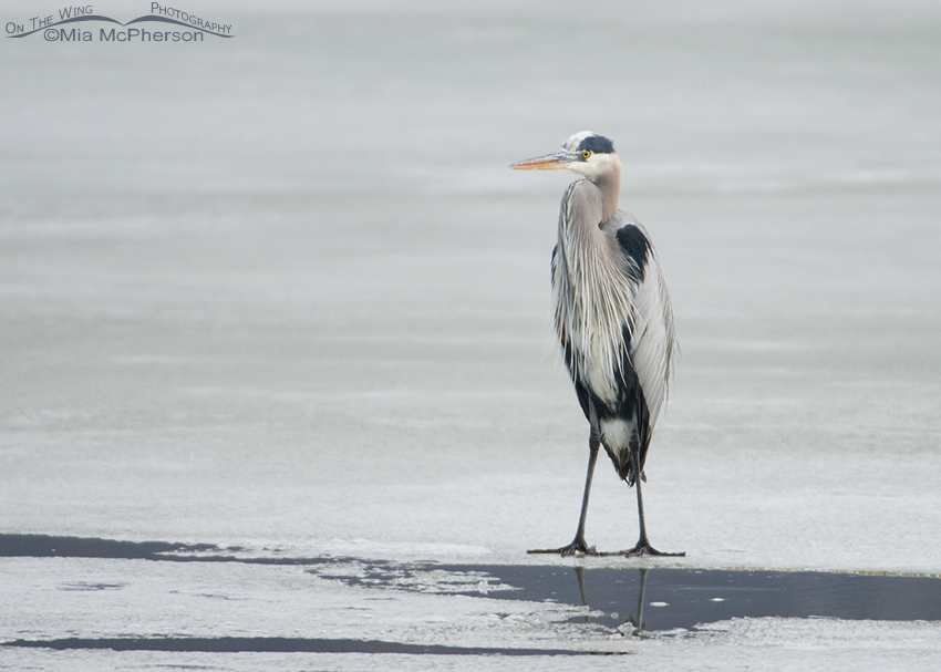 Great Blue Heron on thin ice