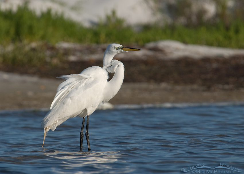 Resting Great Egret in a Florida lagoon