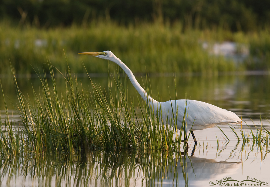 Great Egret hunting in a Spartina marsh