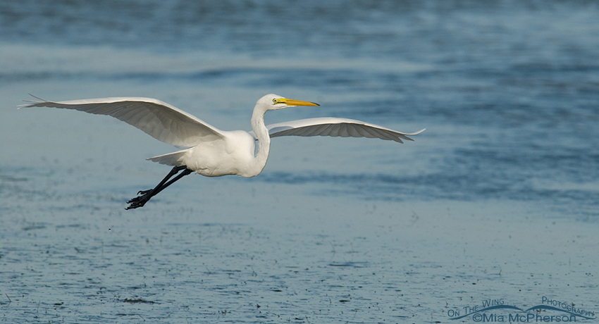 Great Egret in flight pano