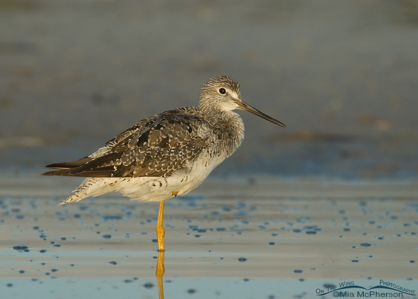 Resting Greater Yellowlegs at Fort De Soto’s north beach, Pinellas County, Florida