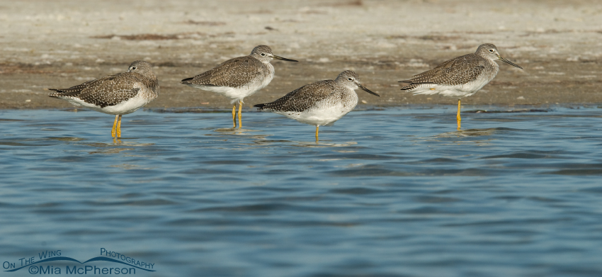 Four Greater Yellowlegs resting at Fort De Soto County Park, Florida