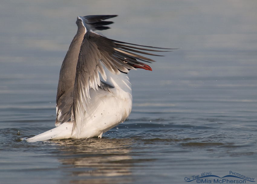 Mata Hari Laughing Gull, Fort De Soto County Park, Pinellas County, Florida