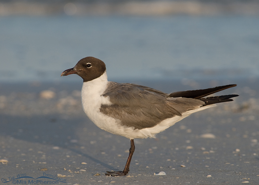 Laughing Gull next to a tidal lagoon, Fort De Soto County Park, Pinellas County, Florida