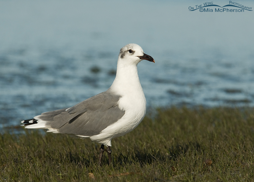 Nonbreeding Laughing Gull on exposed sea grass bed, Fort De Soto County Park, Pinellas County, Florida