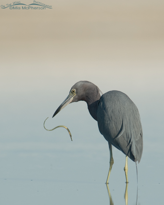 Little Blue Heron with Pipefish in mid air