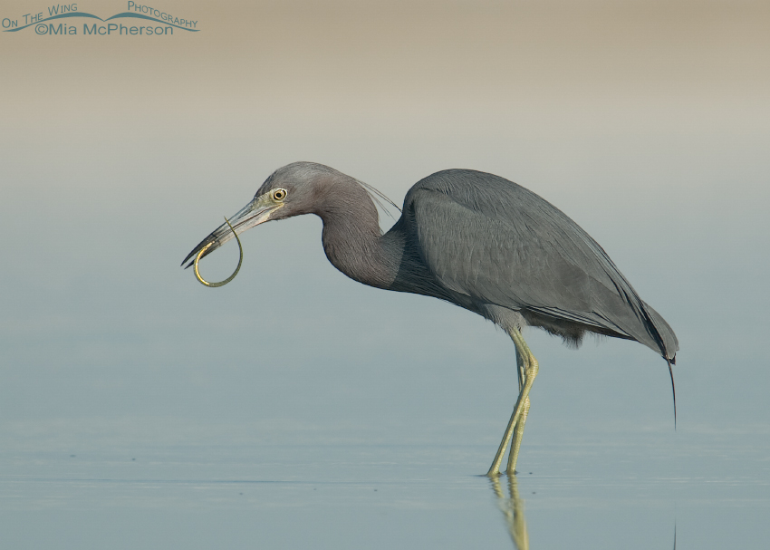Little Blue Heron with Pipefish in its bill