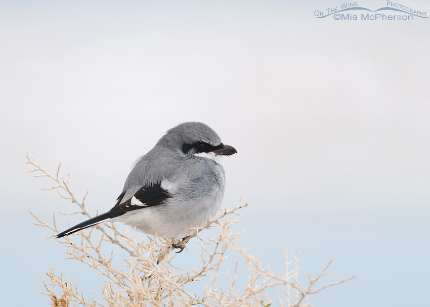 Loggerhead Shrike