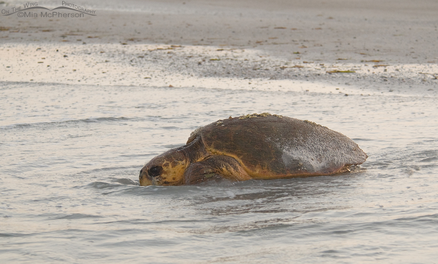 Female Loggerhead Turtle in the surf