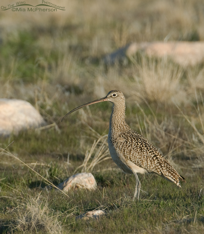Curlew in the grasslands