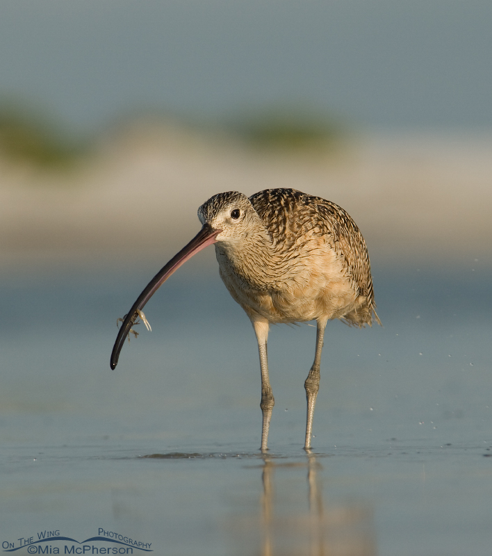 Long-billed Curlew with Fiddler Crab
