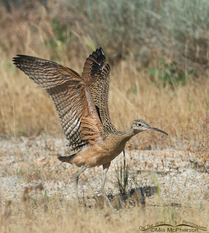 Juvenile Long-billed Curlew wing lift