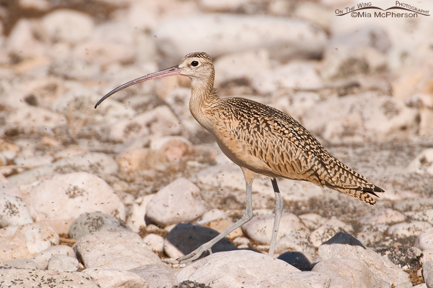 Long-billed Curlew on the rocks