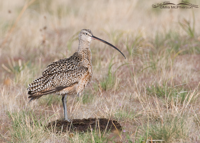 Long-billed Curlew on a Bison Poop Perch