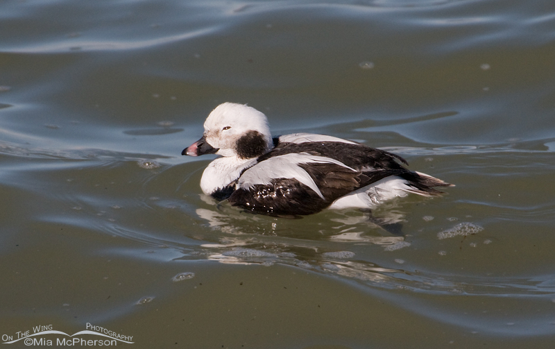 Immature male Long-tailed Duck