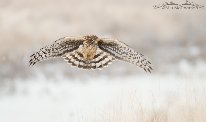 Northern harrier hunting on a low light winter day