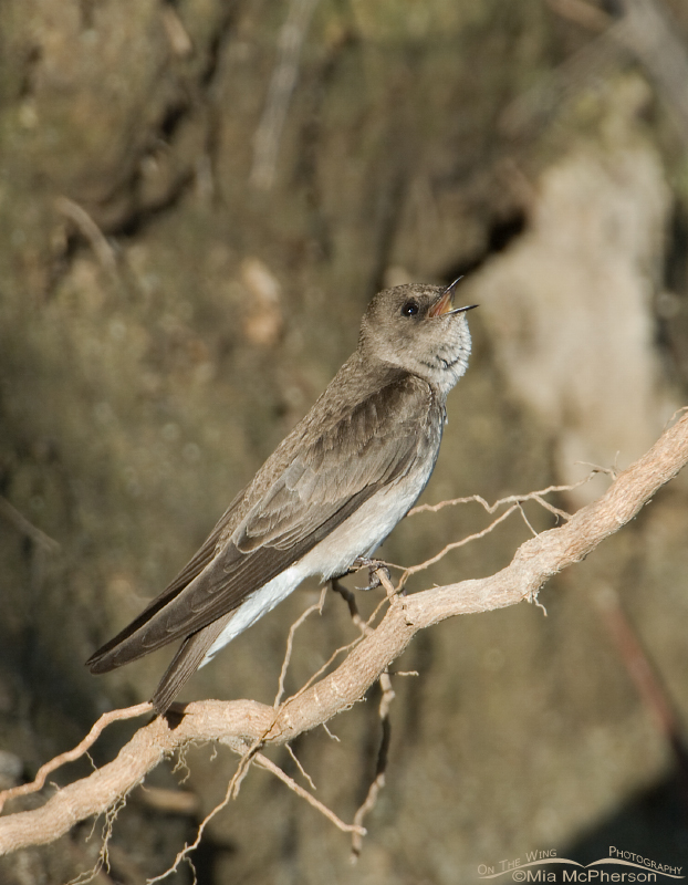 Northern Rough-winged Swallow near the Jordan River