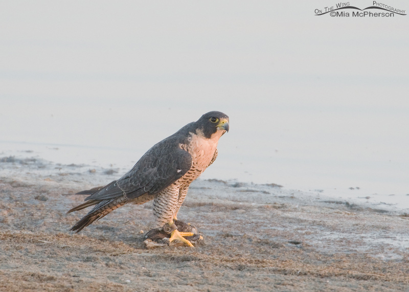 Peregrine Falcon - Escaped Falconry Bird- sighted September 17, 2012
