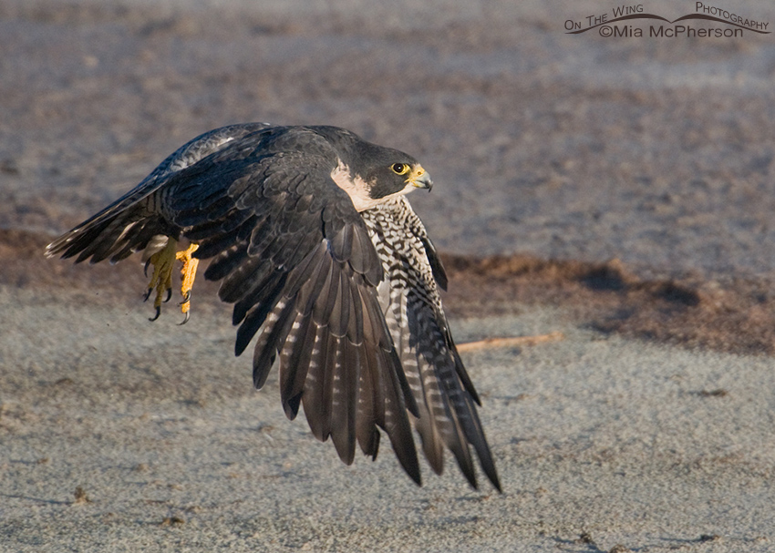 Escaped Falconry Bird - Peregrine Falcon -sighted October 14, 2012