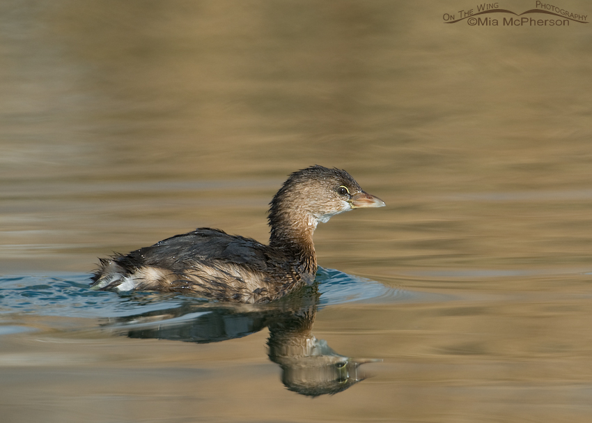Pied-billed Grebe and golden reflections