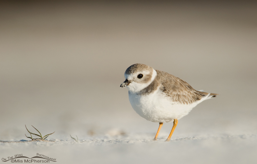 Low angle Piping Plover