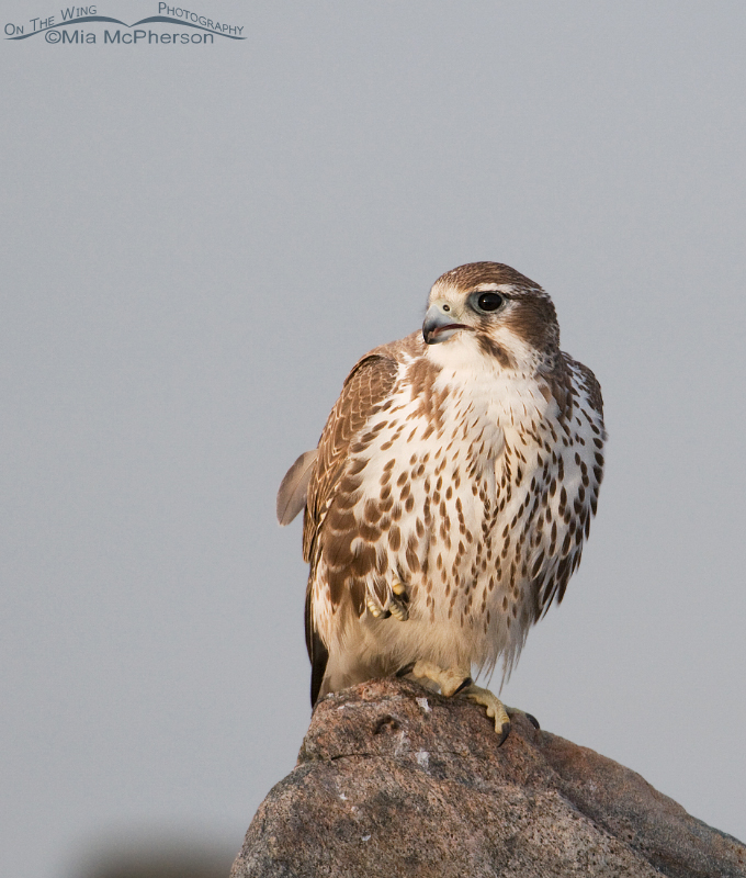 Perched Prairie Falcon