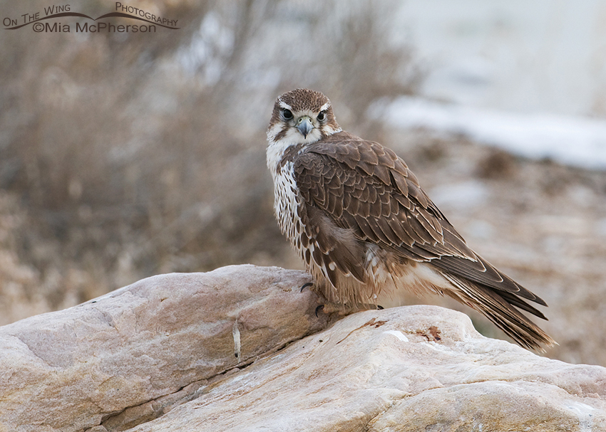 Immature Prairie Falcon in low light