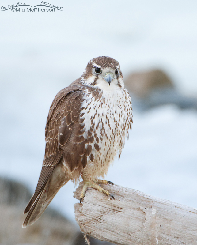 Prairie Falcon with the frozen Great Salt Lake in the background