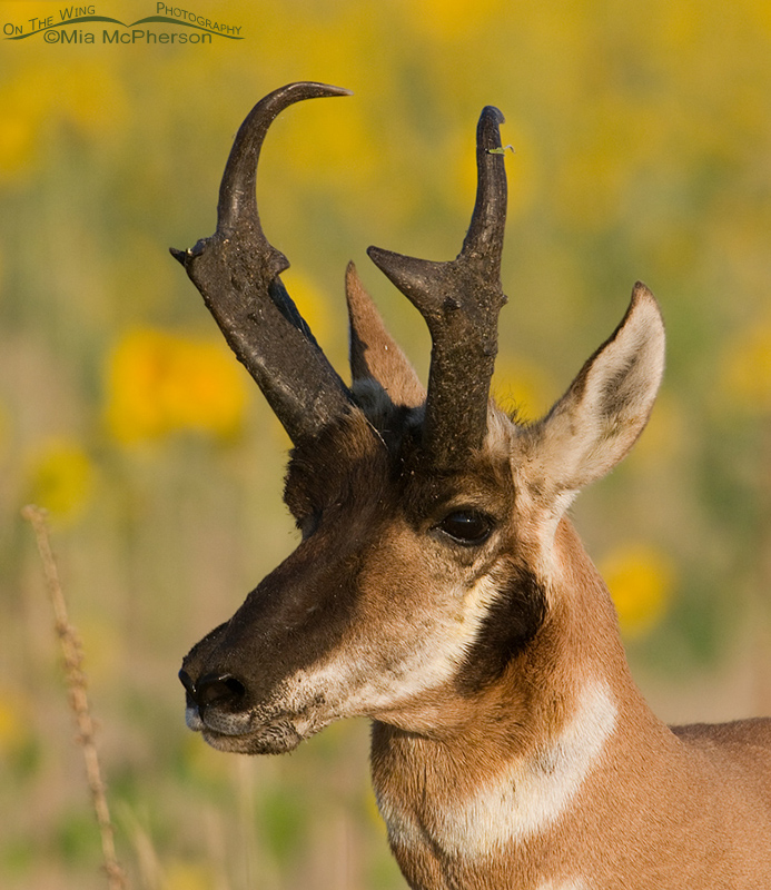 Adult Pronghorn Buck portrait with sunflowers