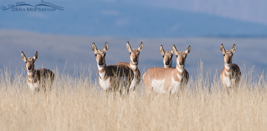 Pronghorns of Antelope Flats, Flaming Gorge National Recreation Area