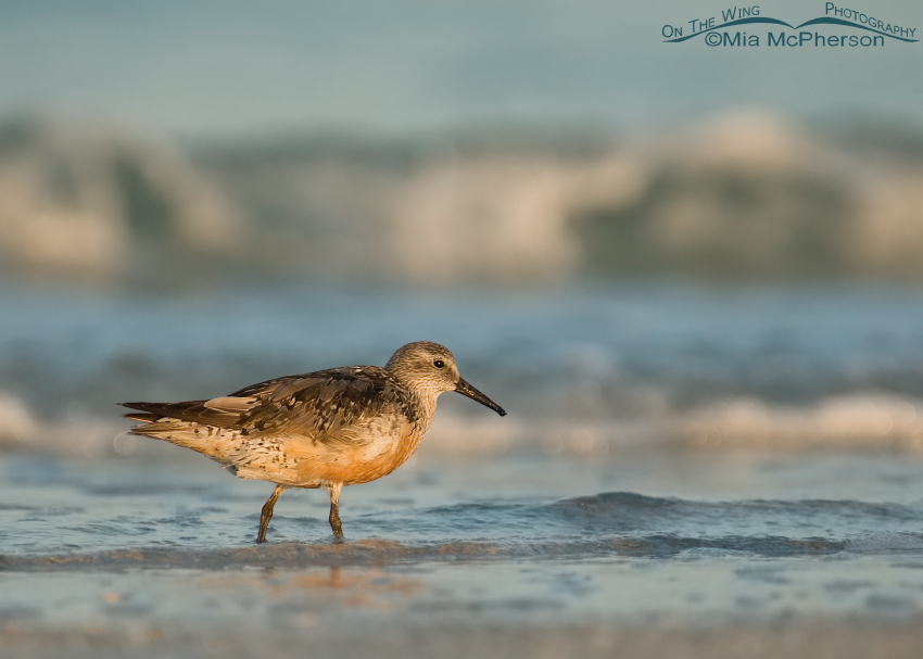 Red Knot going out of breeding plumage