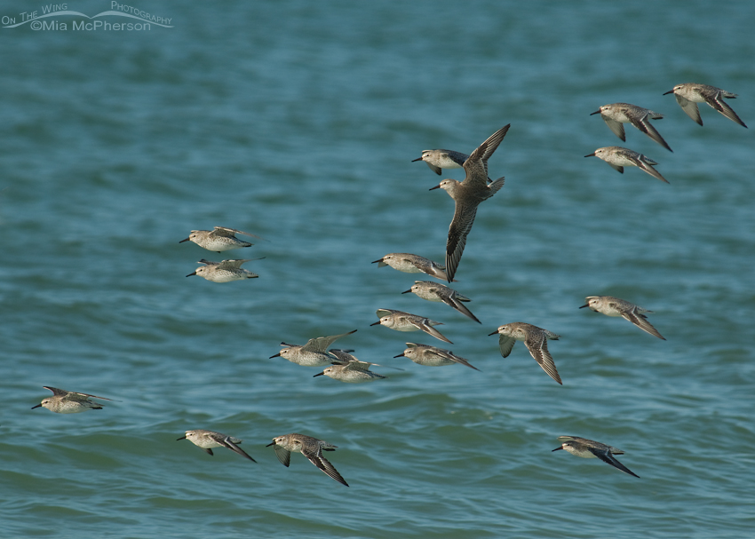 Flock of Red Knots flying by