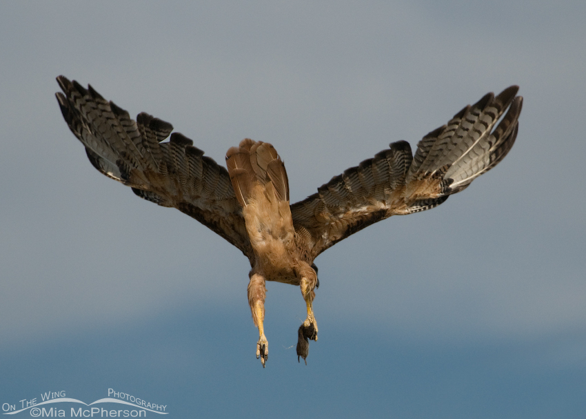 Red-tailed Hawk butt shot with prey