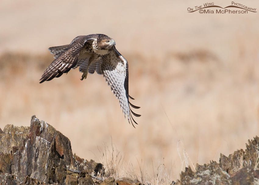 Juvenile Red-tailed right after lift off