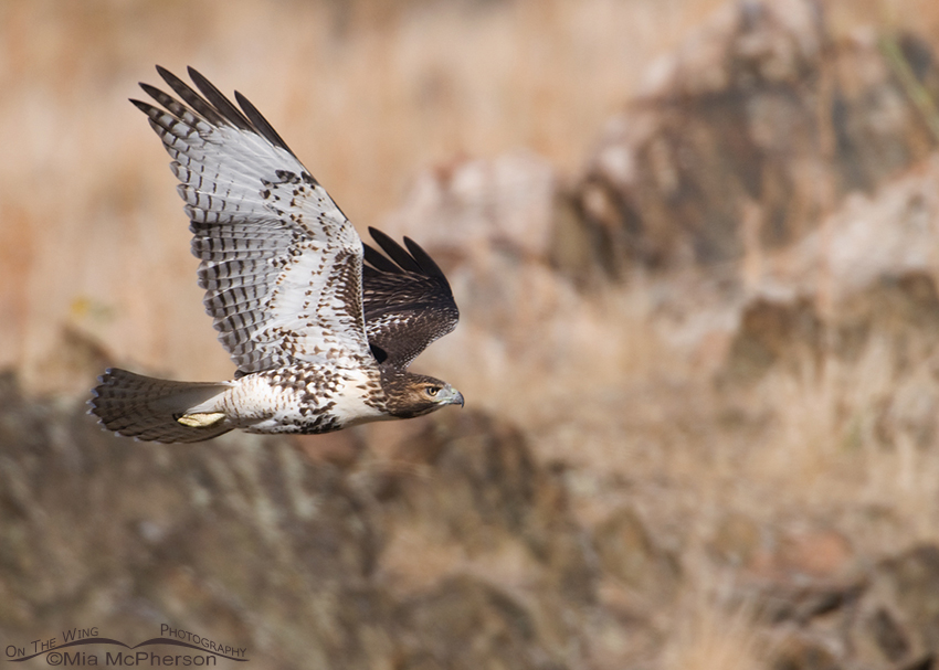 Juvenile Red-tailed Hawk in flight