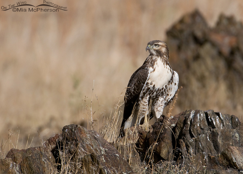 Red-tailed Hawk juvenile perched on dark rocks
