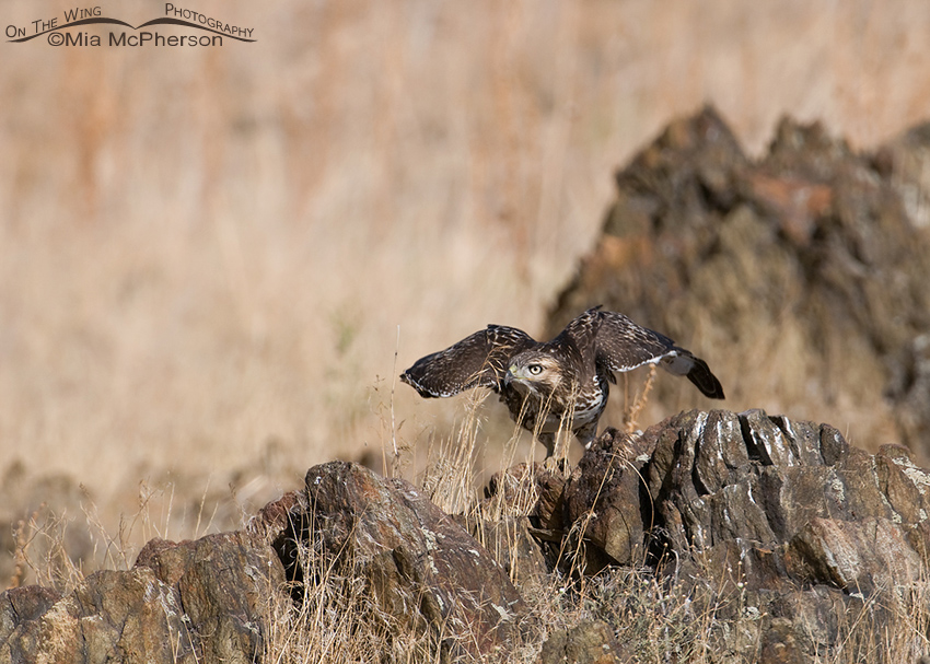 Red-tailed juvenile crouching for lift off