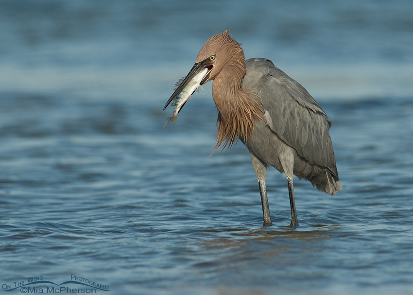 Reddish Egret with a fish in a lagoon