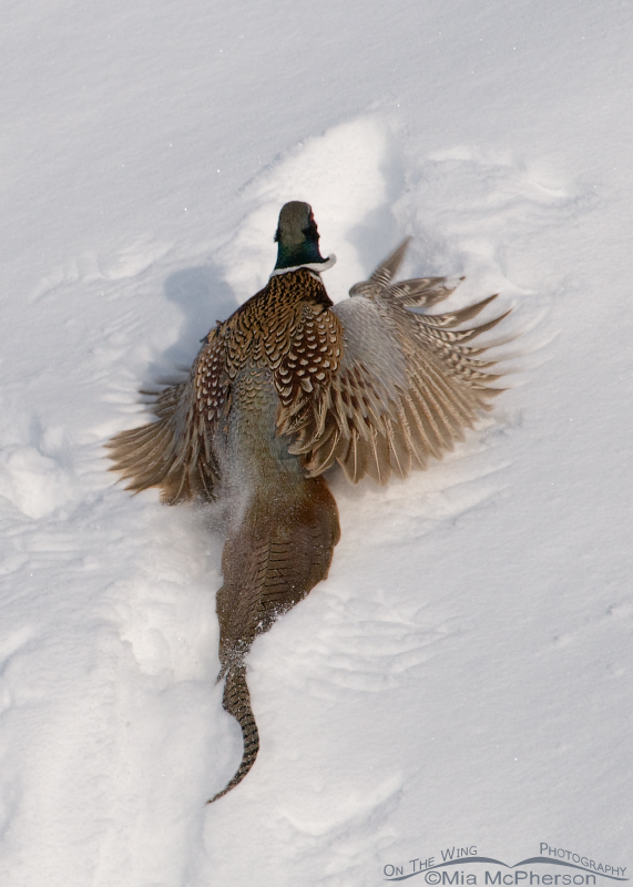Back view of a Ring-necked Pheasant in snow