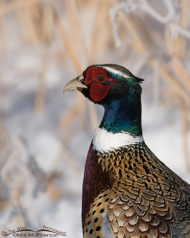 Male Ring-necked Pheasant Portrait