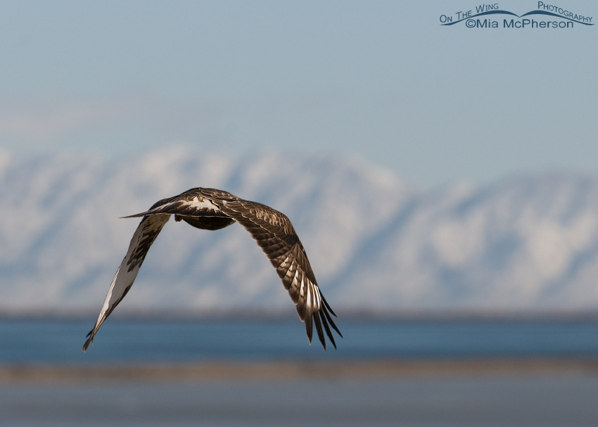 Rear end view of a Rough-legged Hawk flying towards the Wasatch Mountains