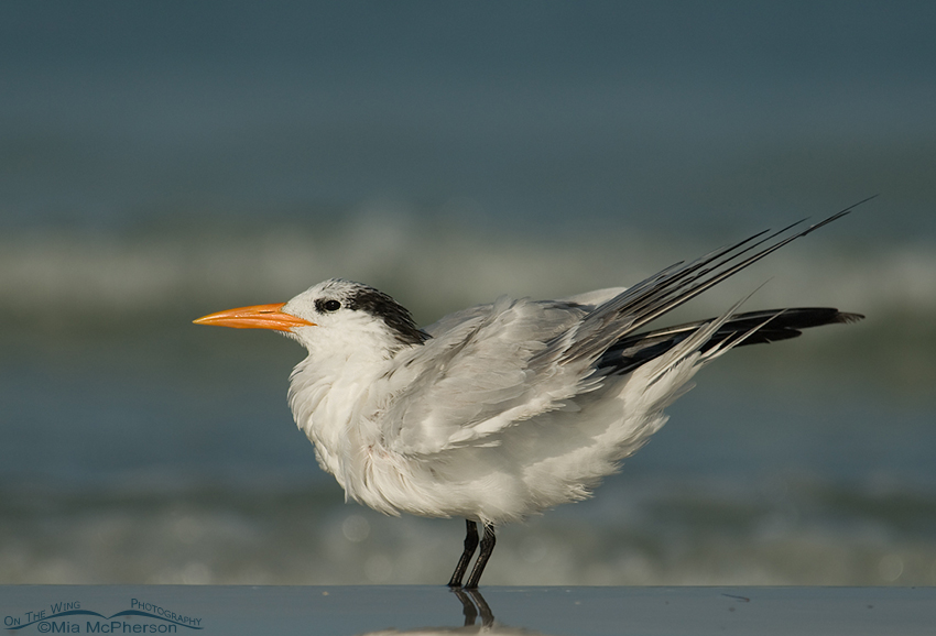 Adult Royal tern in nonbreeding plumage