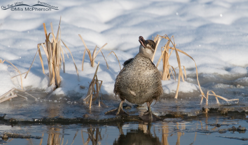 Female Ruddy Duck shaking, Farmington Bay WMA, Davis County, Utah
