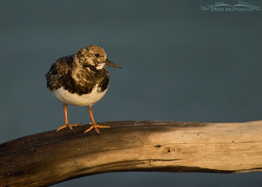 Ruddy Turnstone on driftwood at Fort De Soto County Park, Pinellas County, Florida